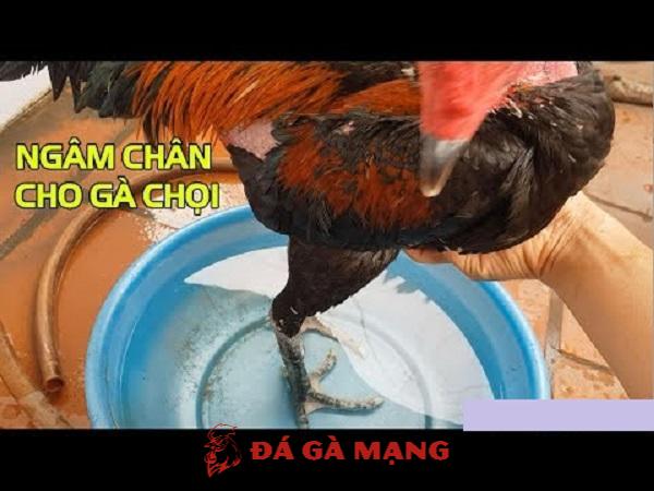 3 cách làm nước ngâm chân gà chọi đơn giản mà hiệu quả