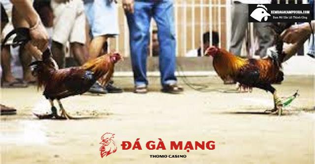 Kỹ thuật ôm gà, nài gà và thả gà