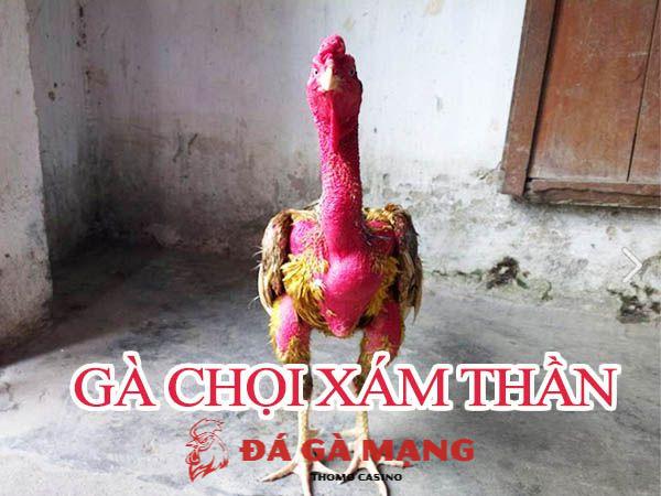 gà chọi xám thần