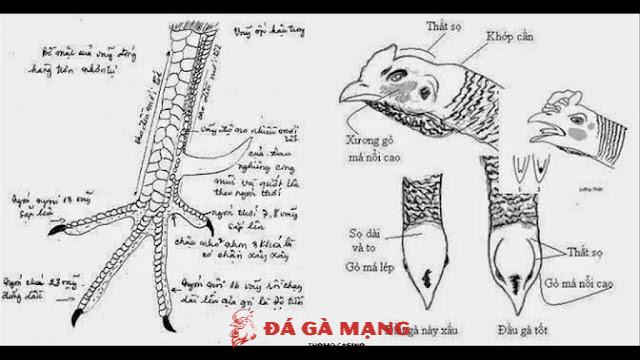 Khám phá bí mật về kinh kê gà chọi
