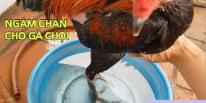 3 cách làm nước ngâm chân gà chọi đơn giản mà hiệu quả